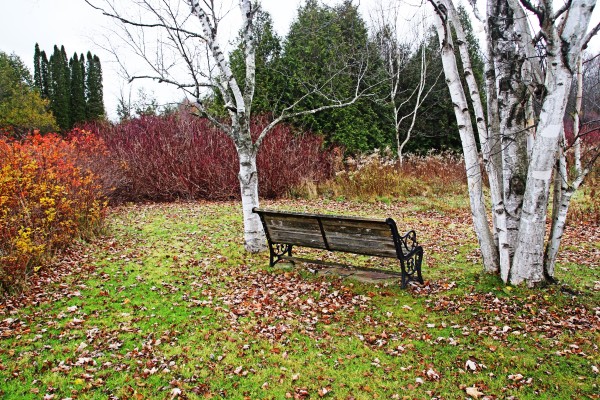 Between The Birches by Deb Oppermann